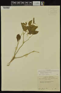 Physalis virginiana image