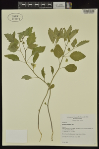 Physalis virginiana image