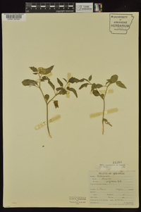 Physalis virginiana image