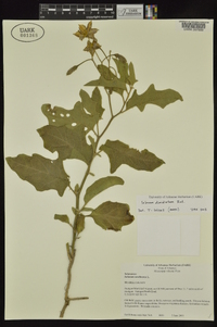 Solanum dimidiatum image