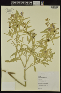 Solanum elaeagnifolium image