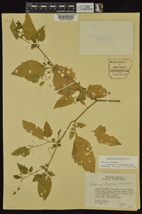 Solanum ptychanthum image