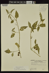 Solanum ptychanthum image