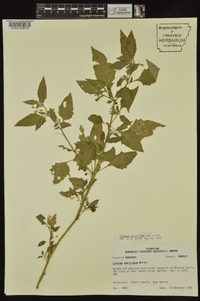 Solanum ptychanthum image