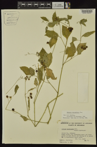 Solanum ptychanthum image