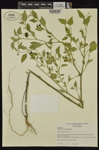 Solanum ptychanthum image