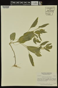 Solanum ptychanthum image