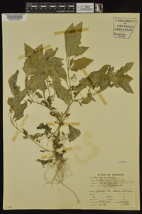 Solanum ptychanthum image