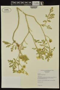 Solanum rostratum image