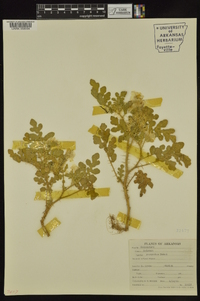 Solanum rostratum image