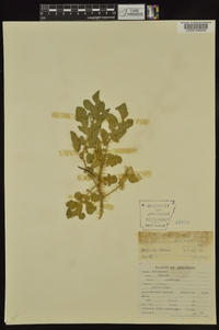 Solanum rostratum image