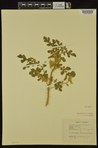 Solanum rostratum image