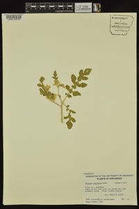 Solanum rostratum image