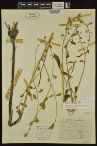 Sphenoclea zeylanica image
