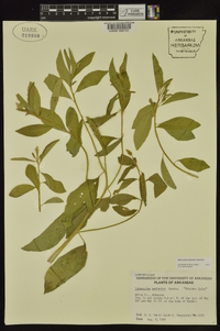 Sphenoclea zeylanica image