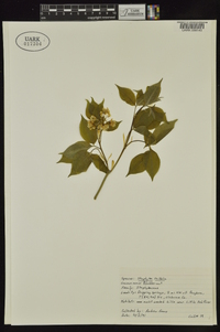 Staphylea trifolia image