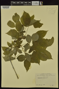 Staphylea trifolia image