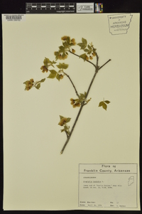 Staphylea trifolia image