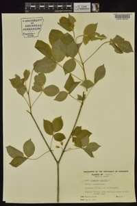 Staphylea trifolia image