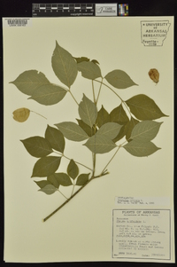 Staphylea trifolia image