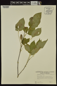 Staphylea trifolia image