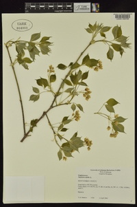 Staphylea trifolia image