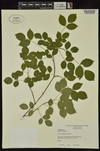 Staphylea trifolia image