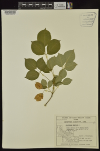 Staphylea trifolia image