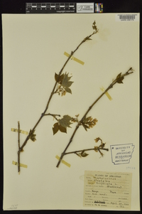 Staphylea trifolia image