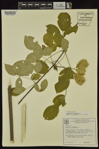 Staphylea trifolia image