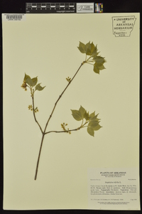 Staphylea trifolia image