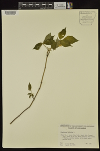 Staphylea trifolia image