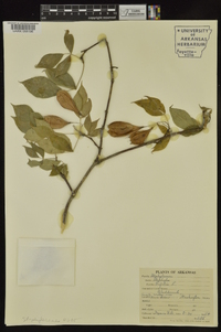 Staphylea trifolia image