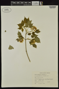 Staphylea trifolia image