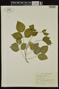 Staphylea trifolia image