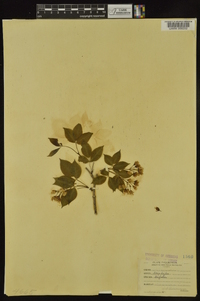 Staphylea trifolia image