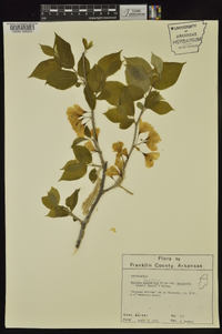 Halesia carolina image