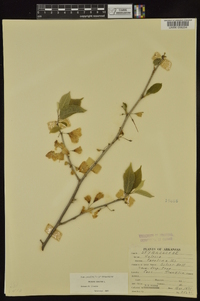 Halesia carolina image