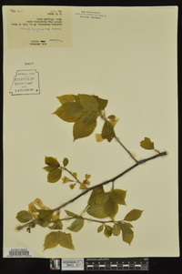 Halesia carolina image