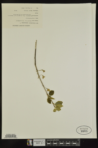 Halesia carolina image