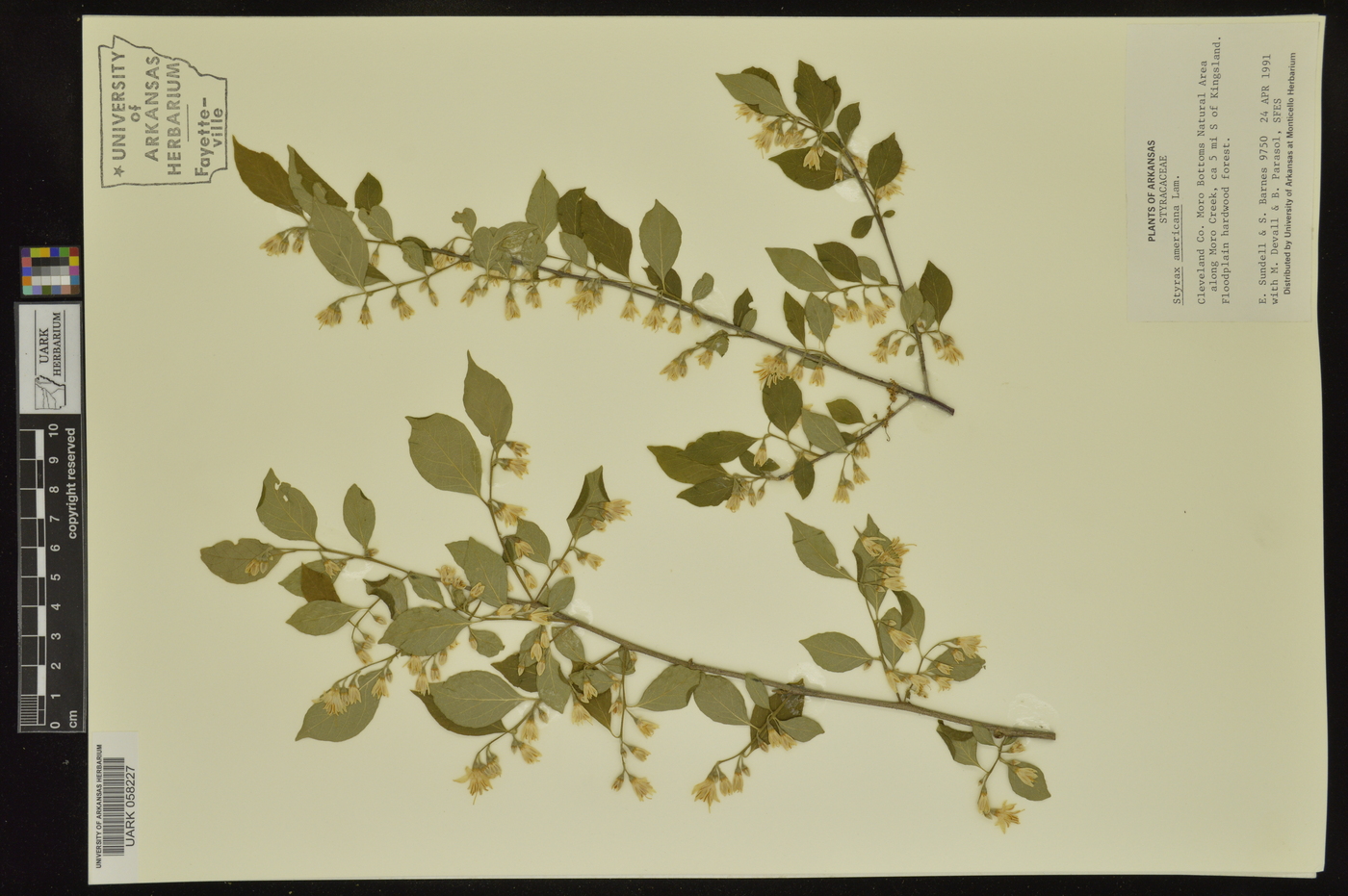 Styrax americanus image