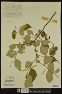 Styrax americanus image