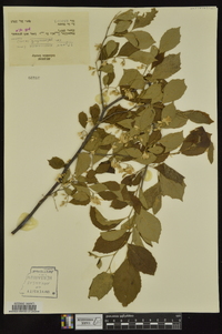 Styrax americanus image