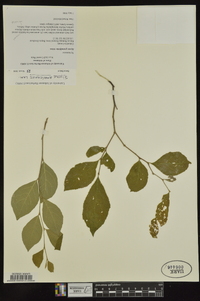 Styrax americanus image