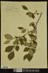 Styrax americanus image