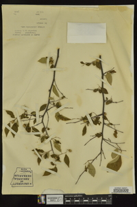 Styrax americanus image