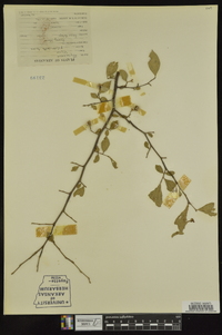 Styrax americanus image