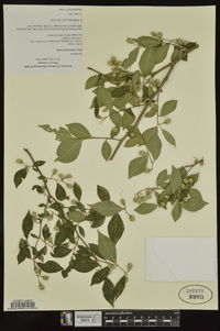 Styrax americanus image