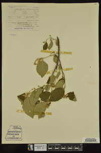 Styrax pulverulentus image