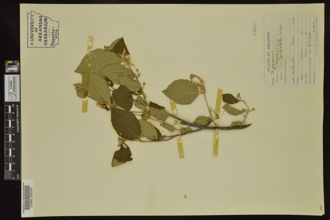 Styrax pulverulentus image